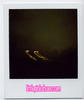 polaroids